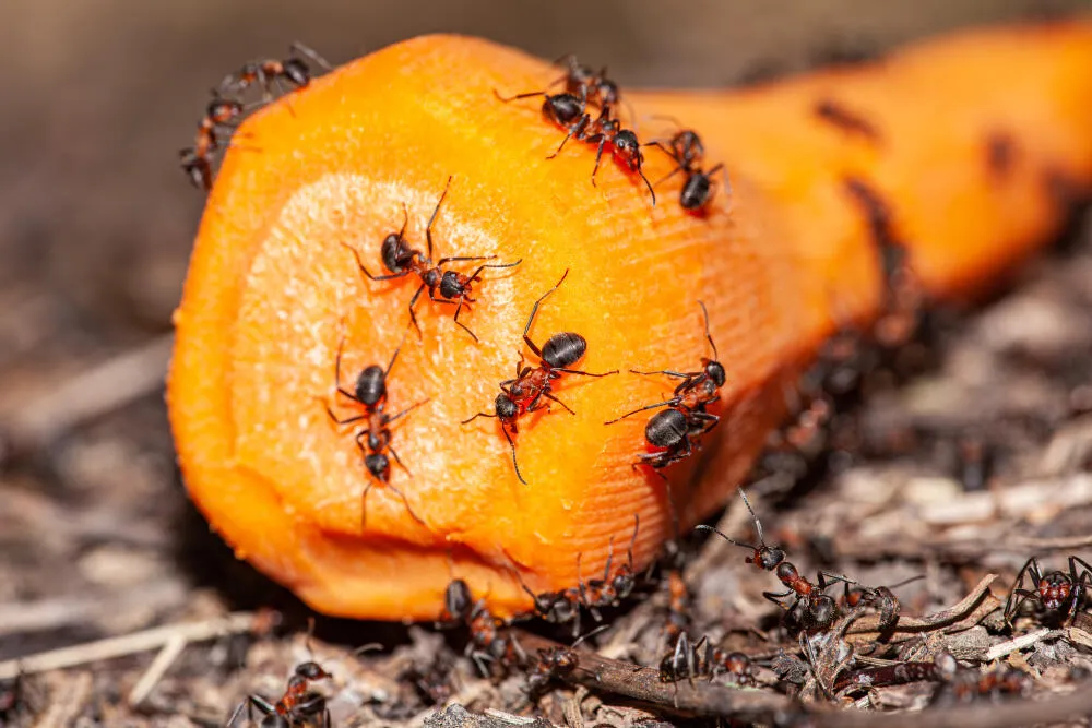 Dedetizadora de Formiga - Rio de Janeiro // Dedetizadora RJ