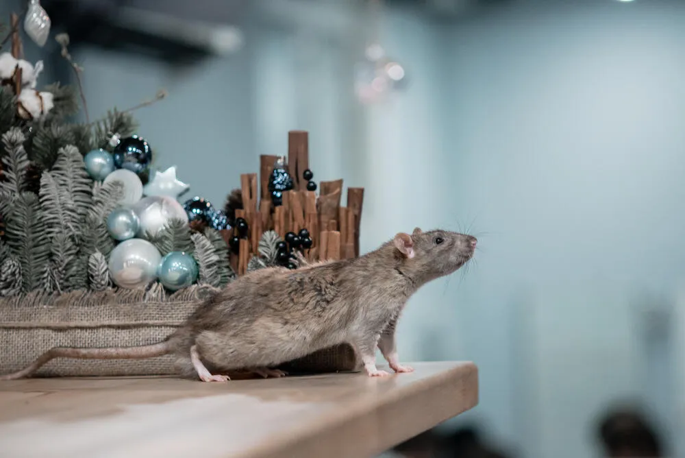 Dedetizadora de Rato - Rio de Janeiro // Dedetizadora RJ