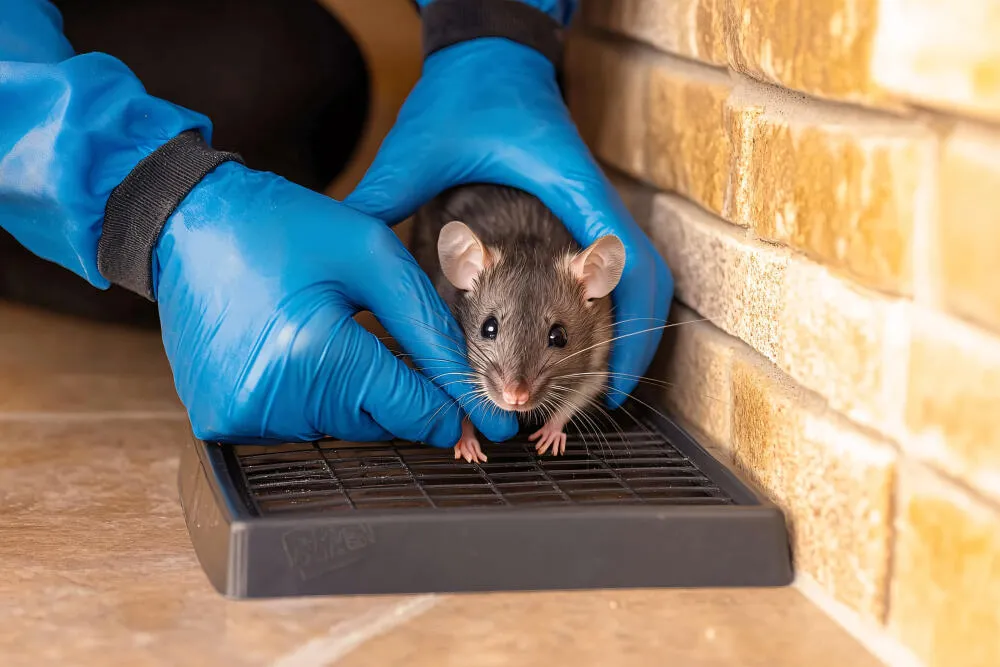 Desratização - Rio de Janeiro // Dedetizadora RJ