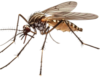 Renascer Ambiental - Rio de Janeiro // Dedetizadora RJ