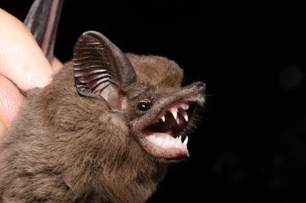 Controle de morcego na Costa Verde RJ: proteção de imóveis, pousadas e áreas naturais