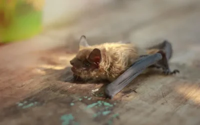 Controle de morcego na Região Serrana RJ: manejo seguro em residências e empreendimentos