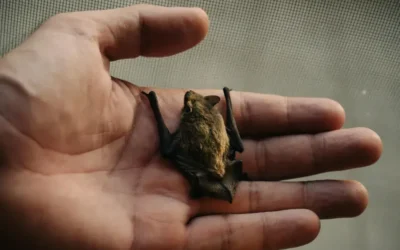 Controle de morcego no Rio de Janeiro: manejo legal, riscos sanitários e soluções técnicas