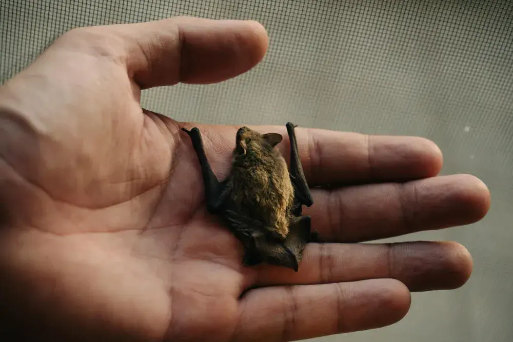 Controle de morcego no Rio de Janeiro: manejo legal, riscos sanitários e soluções técnicas