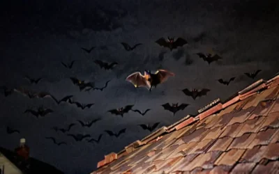 Dedetizadora especializada em Controle de morcego na Baixada Fluminense RJ