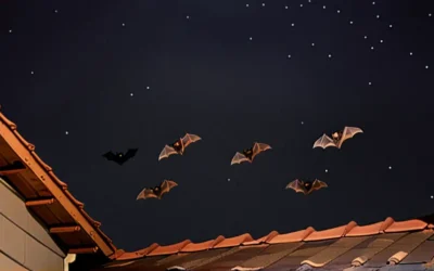 Serviço qualificado de Controle de morcego na Zona Oeste RJ